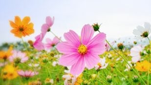 Origen de la palabra primavera