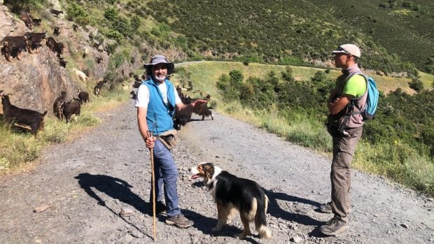 Javier de los Nietos cabras