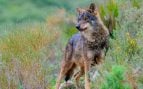 lobo ibérico lista roja
