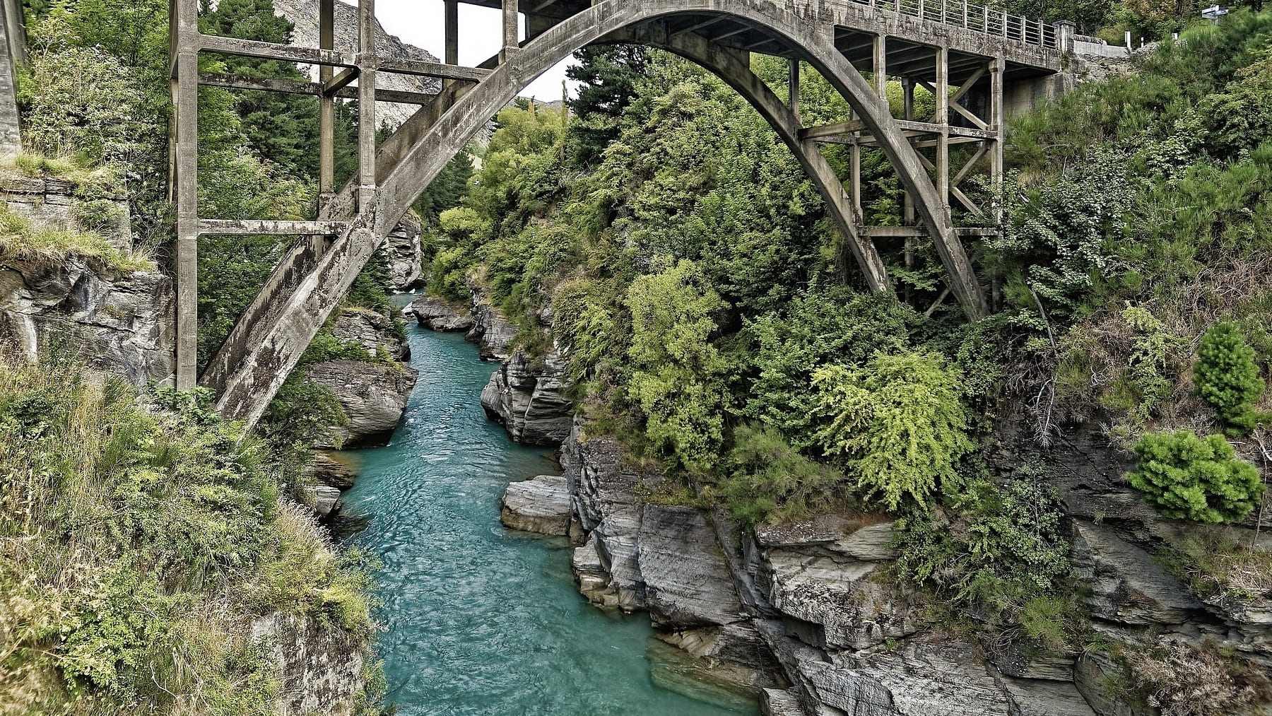 Nueva Zelanda planta millones de árboles, pero eran una especie invasora que ya causa problemas en sus ríos