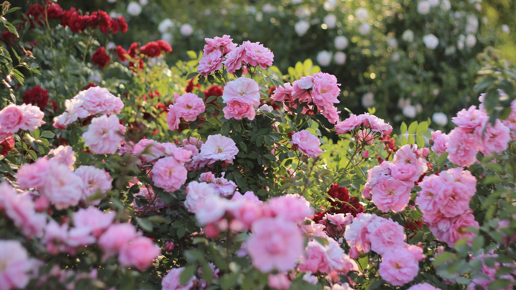 Los floristas profesionales lo tienen claro: para que los rosales estallen de flores en primavera, el truco principal es la poda