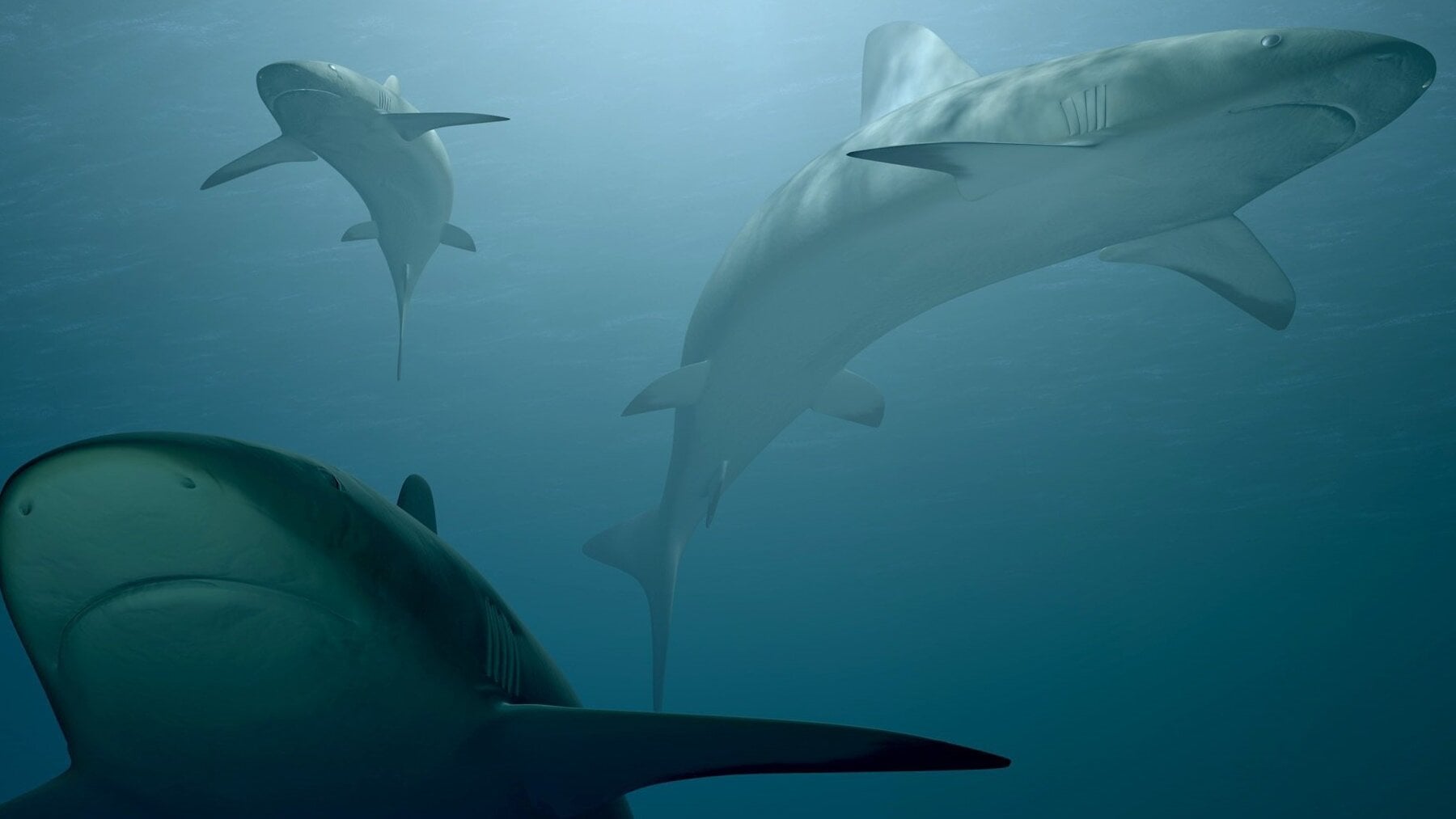 Miedo entre los expertos: en Chile están consumiendo tiburones en peligro de extinción creyendo que son otro animal