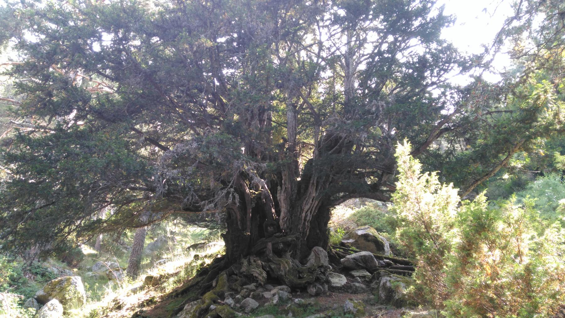 El tejo de Valhondillo, el árbol más longevo de la Comunidad de Madrid con 1.000 años de vida.