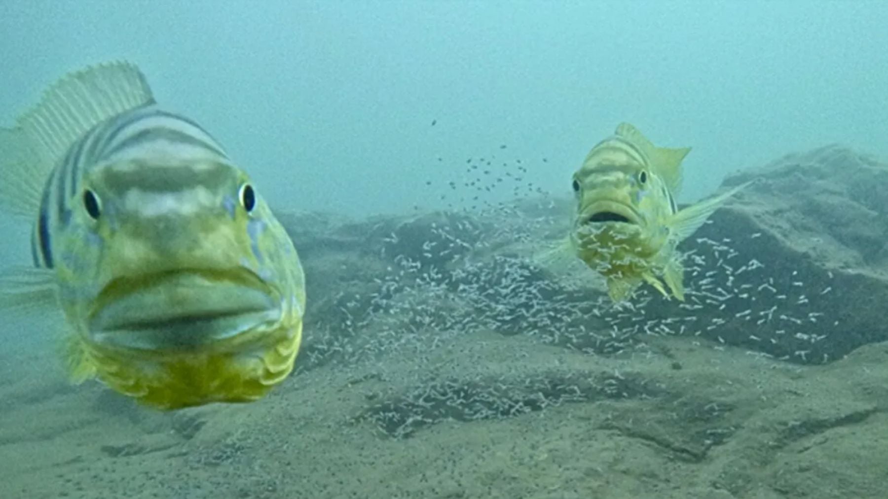 Los investigadores no dan crédito: estos peces son capaces de saber cuándo les estás mirando, como los humanos