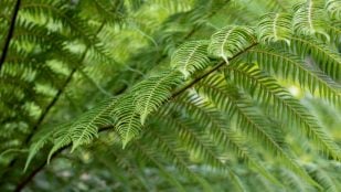 La planta prehistórica