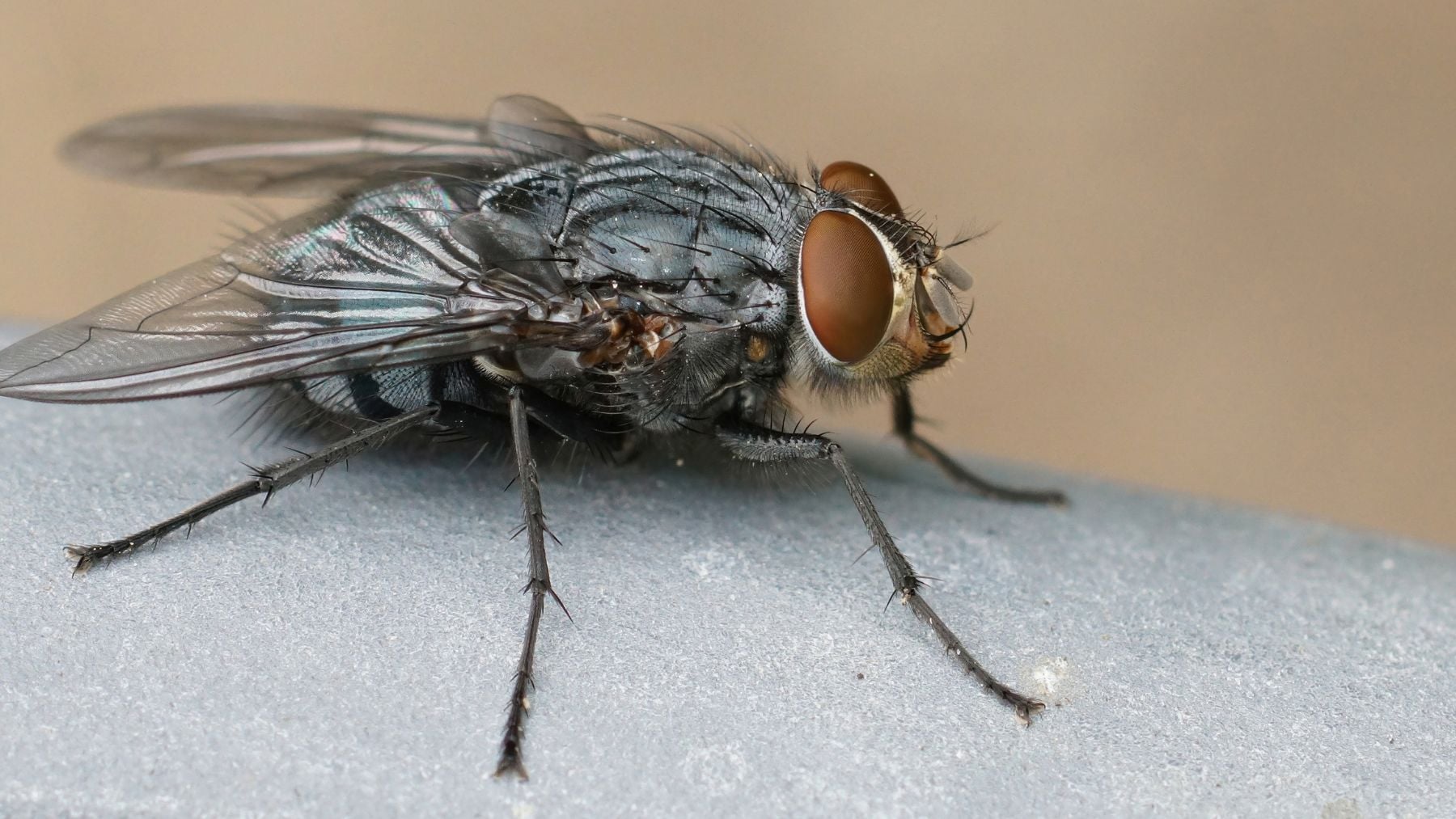 No es Matrix, pero lo parece: EEUU crea una copia digital de la mente de una mosca y ahora vive en una simulación