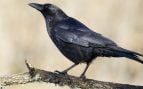 Cuervos, animales, aves, curiosidades
