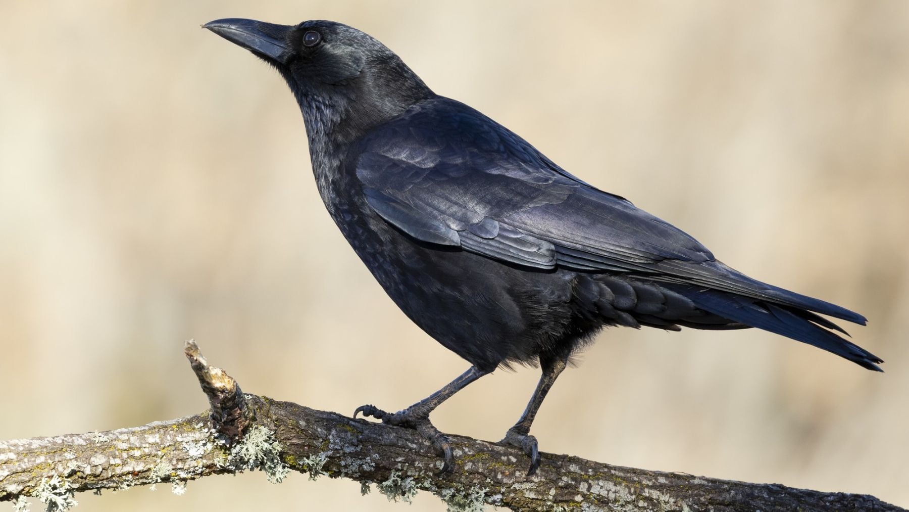 Los investigadores ponen GPS a los cuervos de Yellowstone y descubren que no persiguen a los lobos: solo los esperan