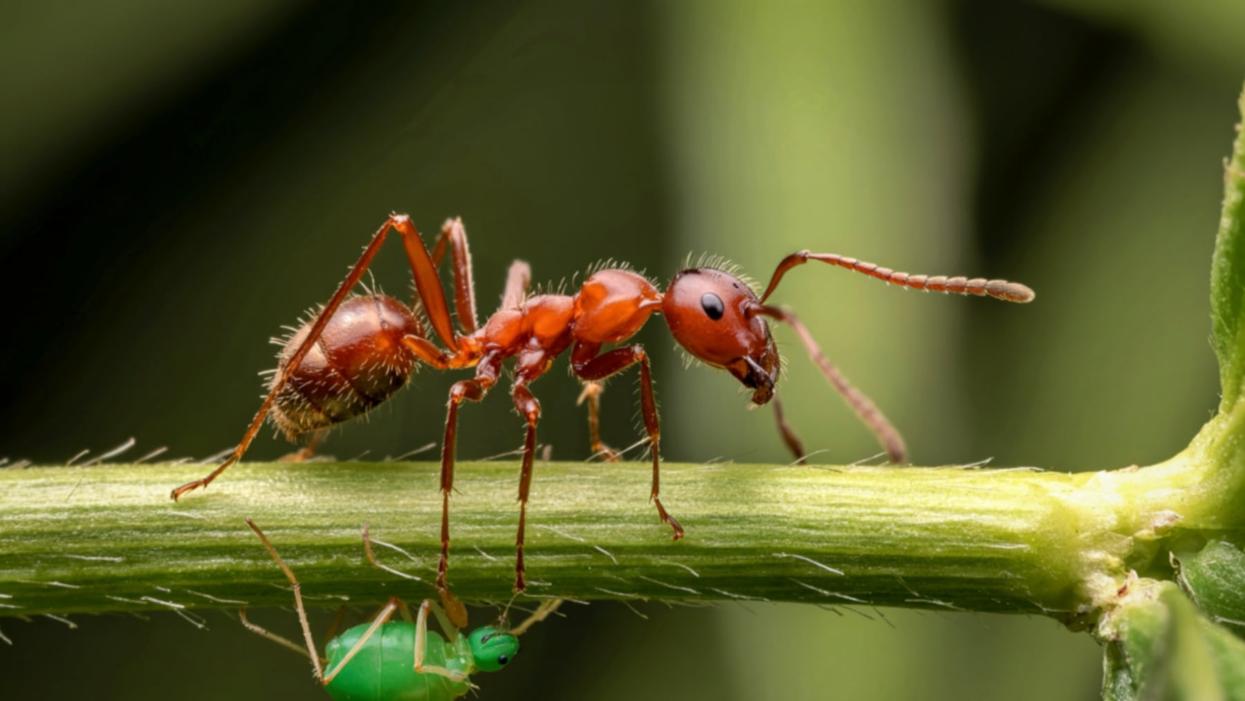 La hormiga española que está revolucionando a la ciencia por lo que está haciendo en Europa