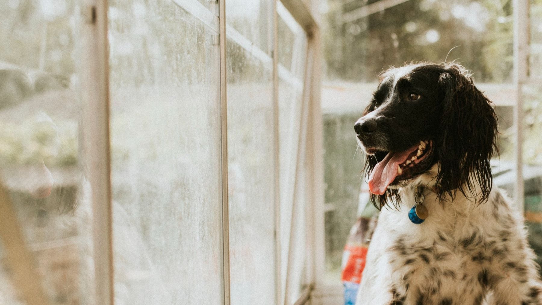 Un perro en casa. Foto: Freepik