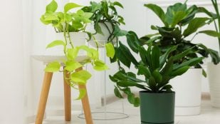 Error con las plantas