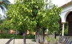 Naranjo, árboles, Sevilla, naturaleza
