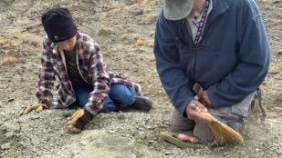 fósil de tortuga, niño, descubrimiento