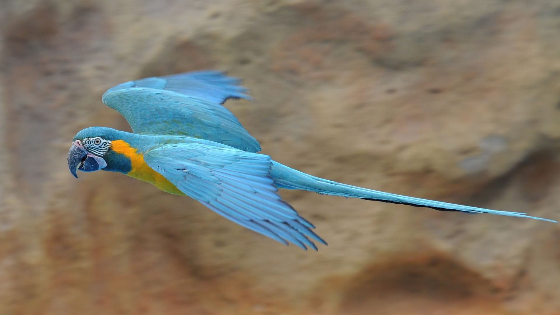 En 2005 estaba en peligro de extinción: 20 años después, la especie resucita en Bolivia y bate cifras récord