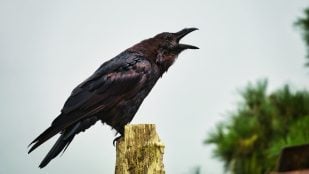 Cuervos cantar