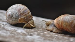 El 80% de los caracoles se extinguen por culpa de las especies invasoras, desaparecen los caracoles de Hawái, caracoles extintos en el Pacífico, qué pasa con los caracoles en Hawái, especies invasoras y acción humana acaban con los caracoles.