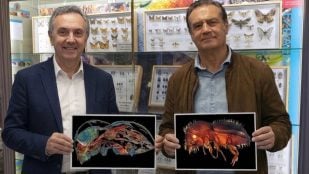 Científicos de la UGR usan tecnología para frenar plaga del aguacate, usan un TAC para analizar plaga de escarabajos en Andalucía, plaga de escarabajos diminutos agricultura, plagas agricultura en Motril.