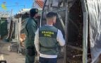 Guardia Civil rescata 500 aves exóticas, aves amenazadas en Cádiz, Guardia Civil acaba con un zoo ilegal en Cádiz, tráfico de animales Guardia Civil, aves exóticas en España.