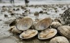 bivalvos, Galicia, moluscos