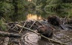 castores, animales