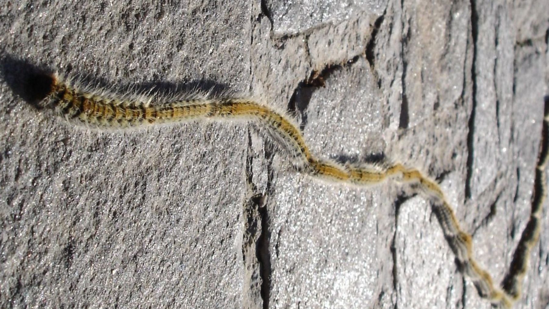 Giro de guion contra la procesionaria: investigadores andaluces hallan dos carnívoros que pueden controlarla