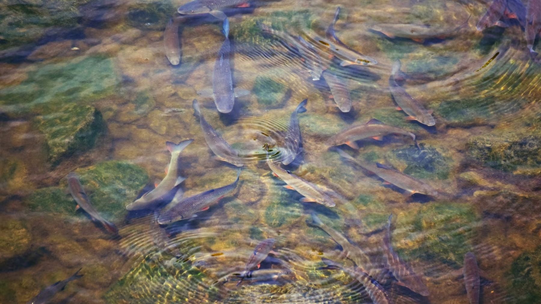 Aviso muy serio de la ONU: las poblaciones de peces migratorios en los ríos ha descendido un 81% desde 1970