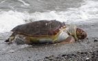 Manchas de petróleo en tortugas de México, manchas chapapote en el Golfo de México, petróleo y tortugas marinas, tortugas marinas sin reproducción por culpa del chapapote, aparecen dos tortugas sin vida con petróleo.