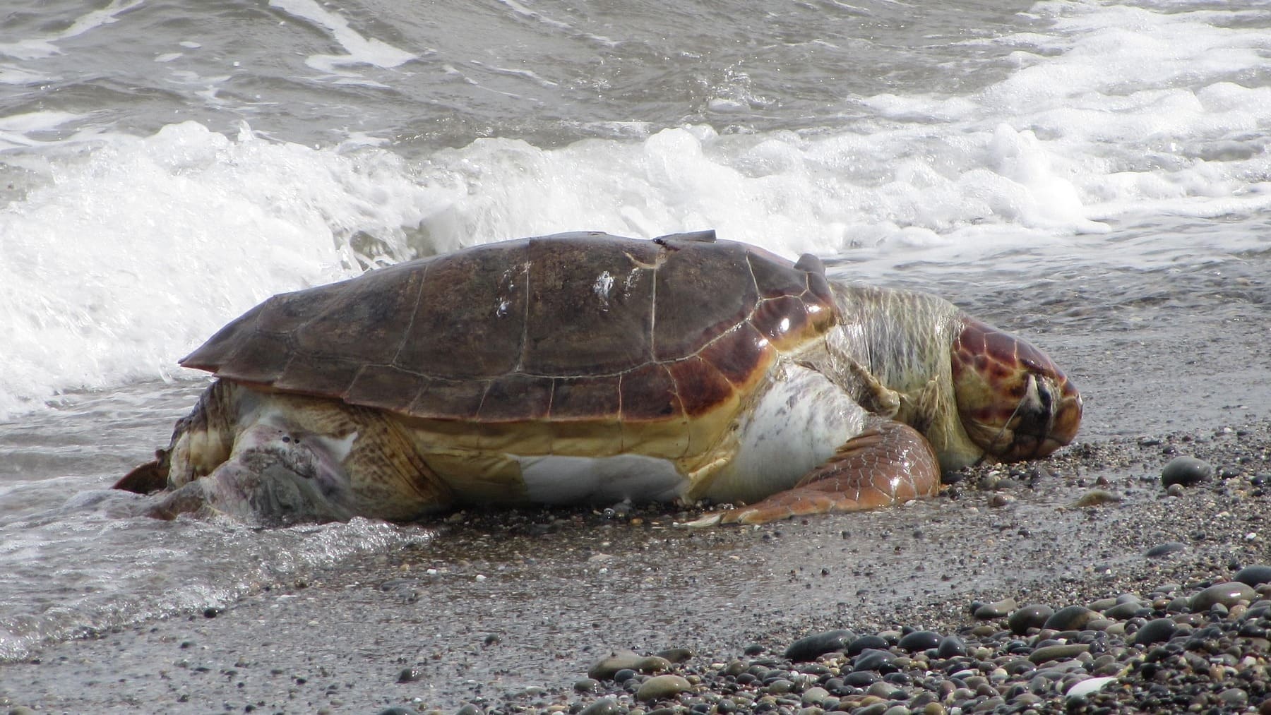 Los expertos ponen el grito en el cielo: los vertidos de petróleo amenazan la reproducción de tortugas en México