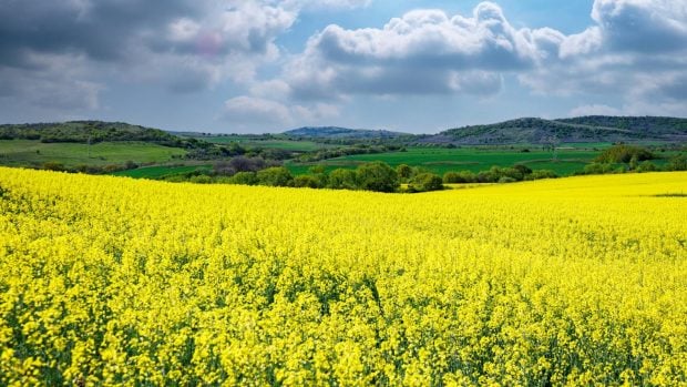 biocombustibles sostenibles