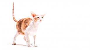 Los gatos dominan la física: científicos japoneses desvelan por qué su columna les permite caer siempre de pie. (Foto: Freepik)