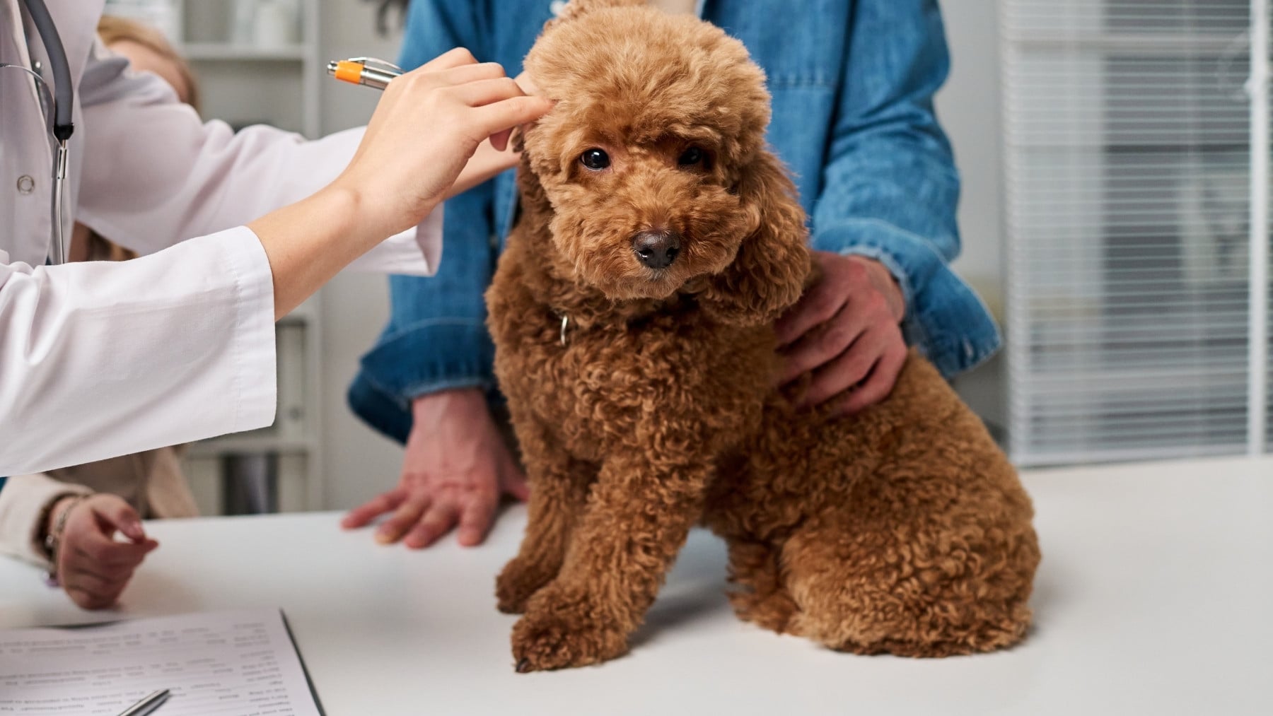 Hito inaudito entre los veterinarios: lanzan el primer spray de primeros auxilios contra la oruga procesionaria