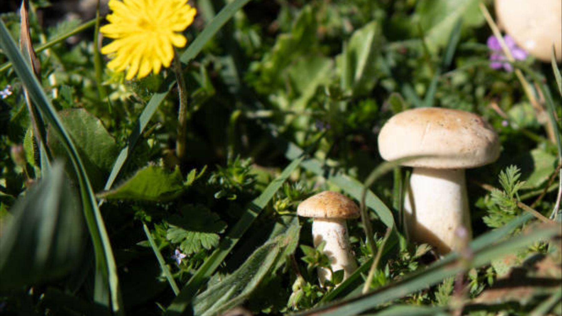 Parece un perretxico inofensivo, pero esta seta del País Vasco esconde un veneno que puede ser mortal