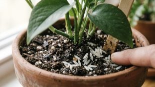 Suelo de las plantas