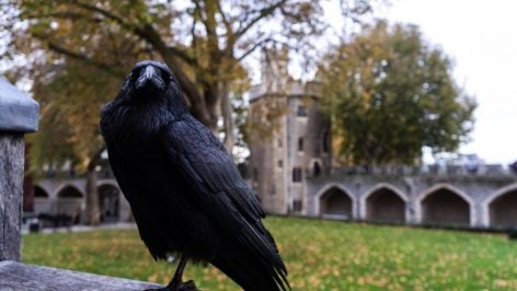 Investigaciones de la UW demuestran que el rencor de estas aves no desaparece rápido, pues son capaces de reconocer a sus enemigos tras 17 años. (Foto: Freepik)
