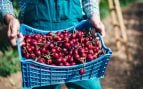 cerezas Mercadona