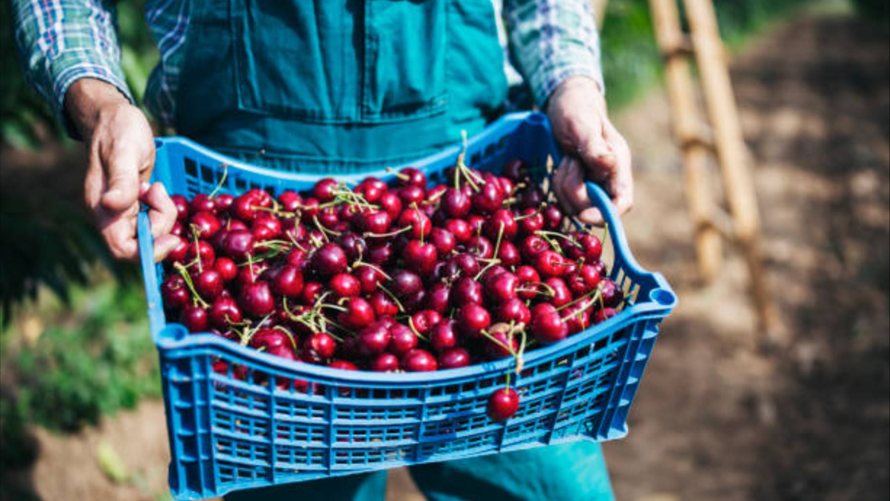 Éste es el verdadero origen de las cerezas que venden en Mercadona: van a comprar más de 6.000 toneladas