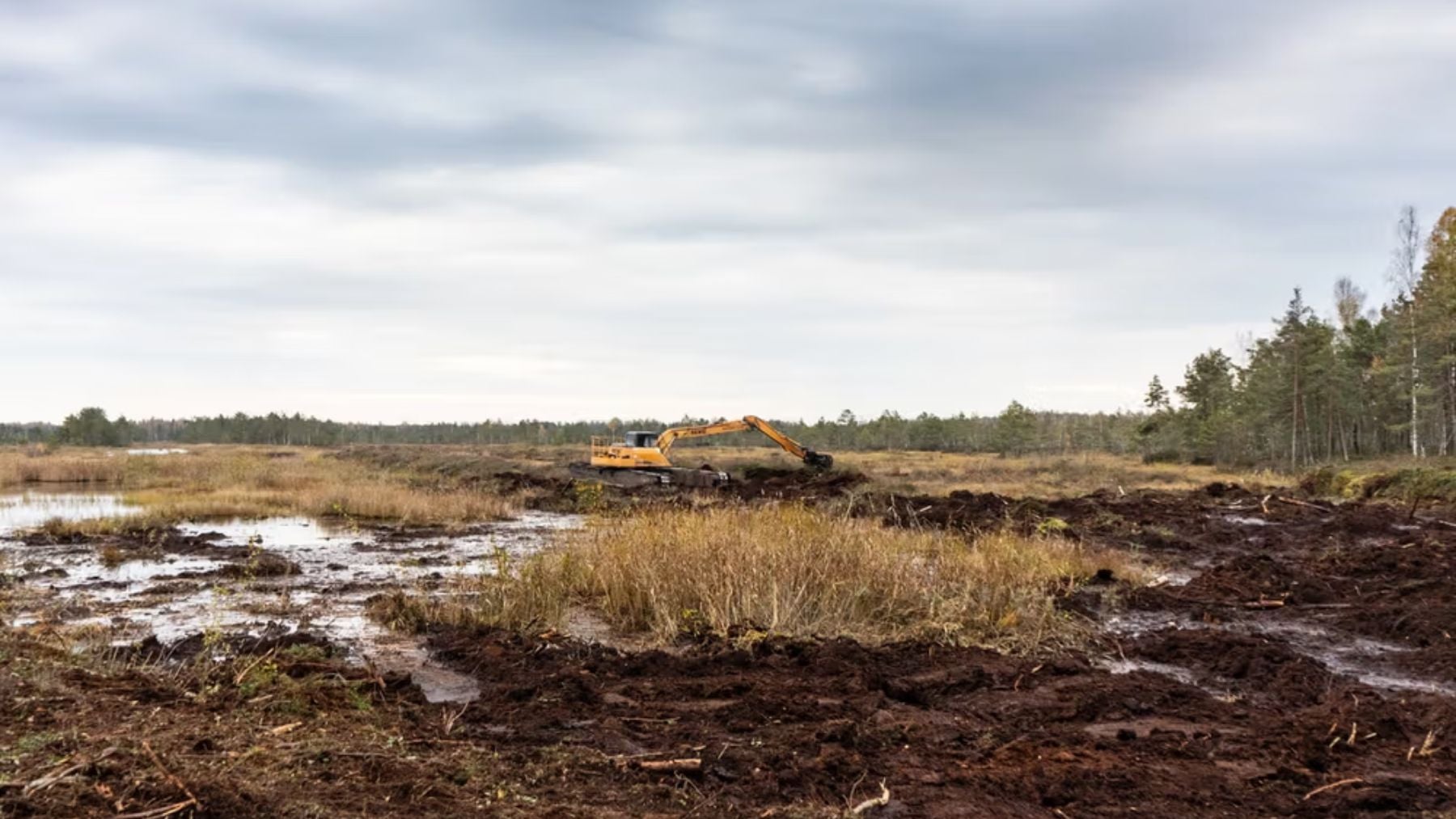 Agricultores estonios, en pie de guerra: quieren inundar sus tierras de cultivo para restaurar los ecosistemas
