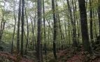 Bosques, Cataluña, Gerona, naturaleza
