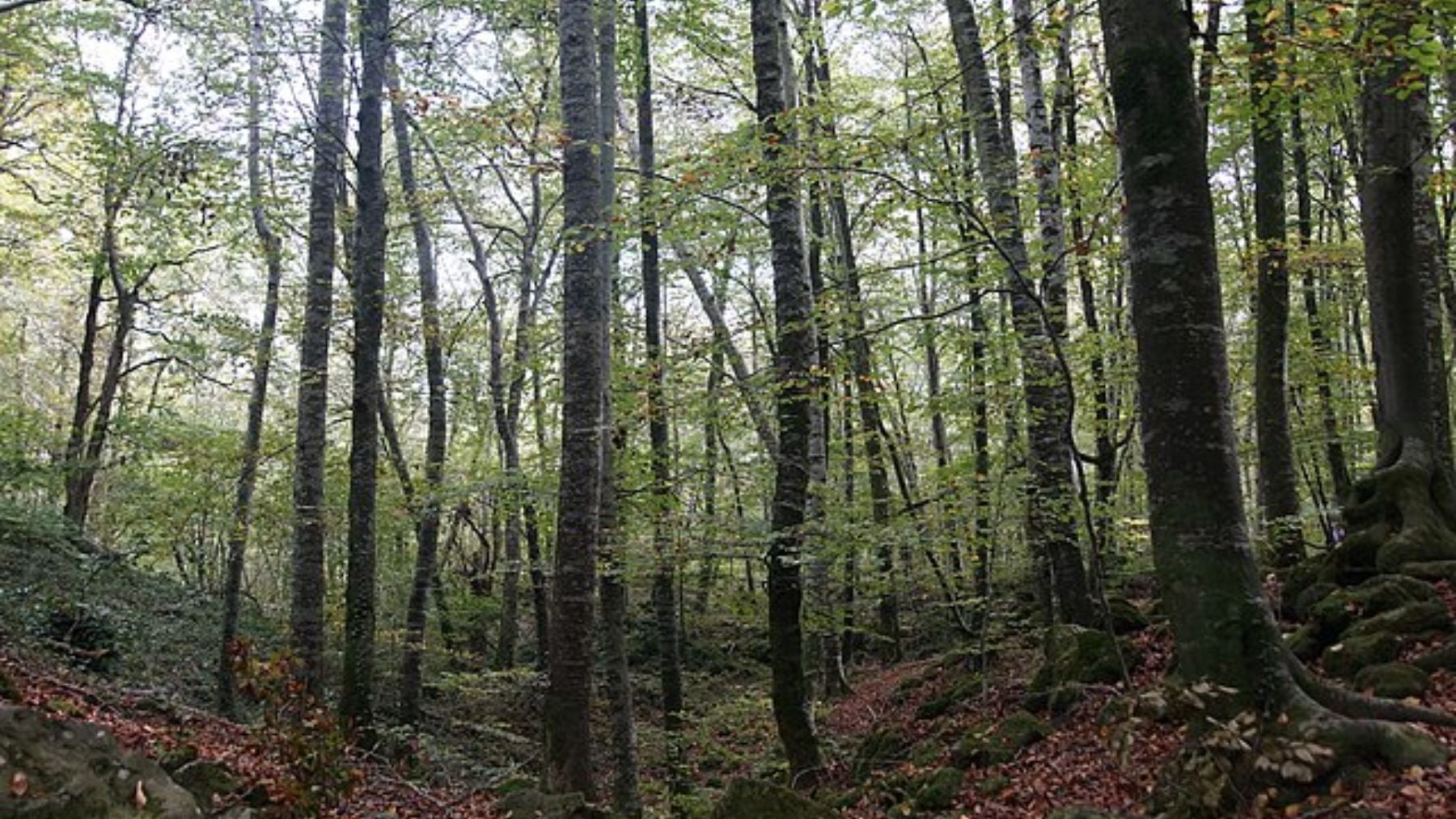 Hayedo de Jordá. Foto: Wikimedia Commons / CC BY-SA 4.0 / DagafeSQV