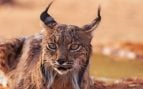 lince ibérico
