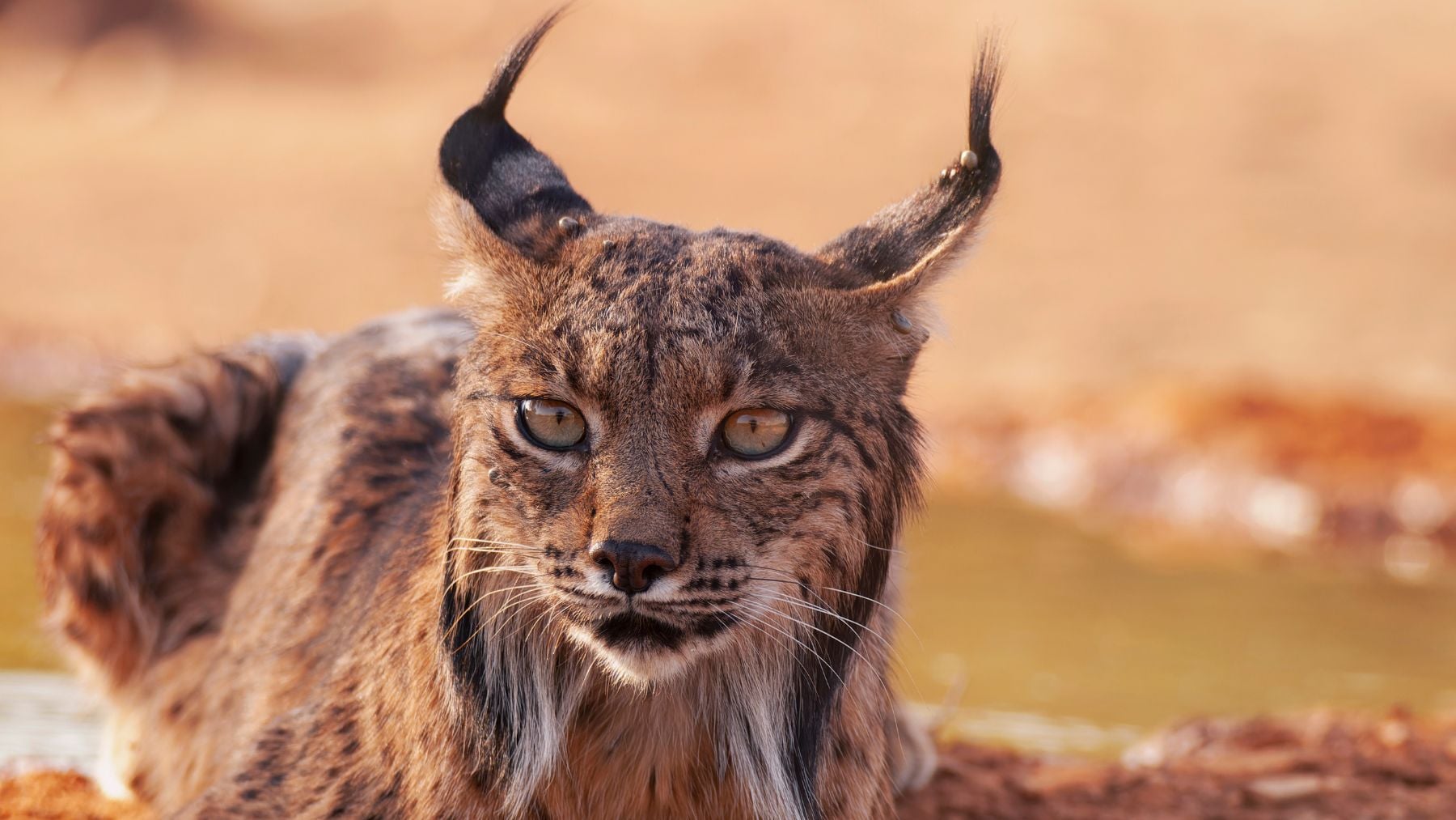 Los biólogos celebran el mayor éxito con el lince en España: su nuevo hogar en Castilla-La Mancha es un hito en Europa
