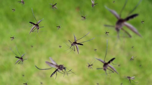 mosquitos en pleno vuelo