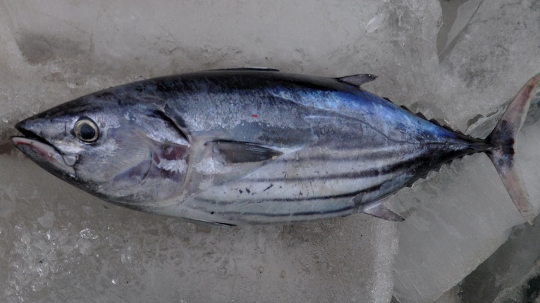 Los pescadores gallegos están de enhorabuena: investigadores usan la tecnología para mejorar la pesca de bonito