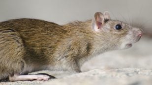 ratón