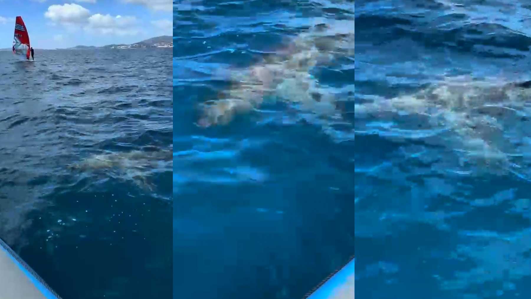 Un tiburón sorprende a los regatistas del Trofeo Princesa Sofía en la bahía de Palma