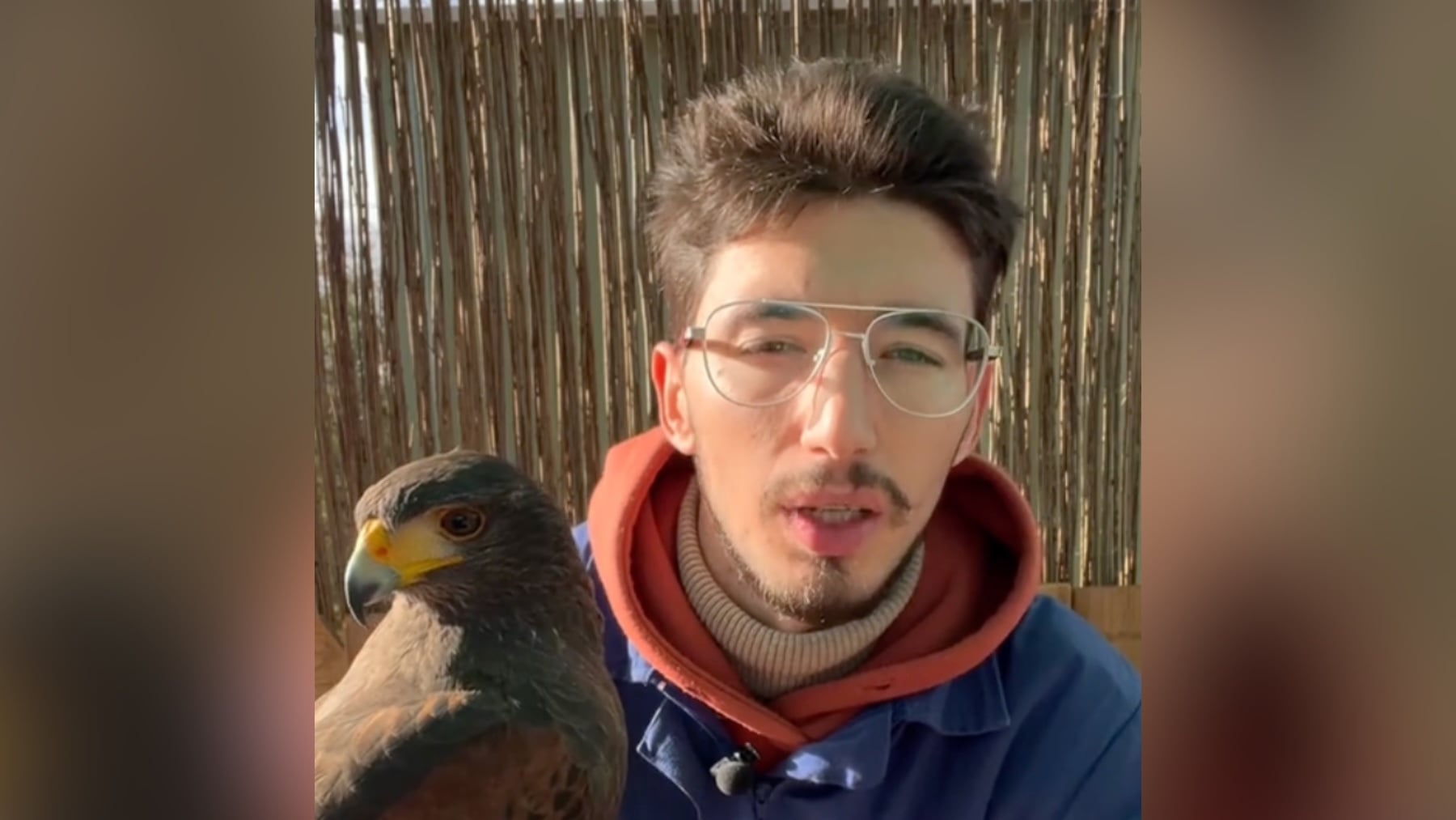 Un joven cetrero dicen lo que muchos no se atreven: Los animales leen tu estado de ánimo mejor que tú mismo