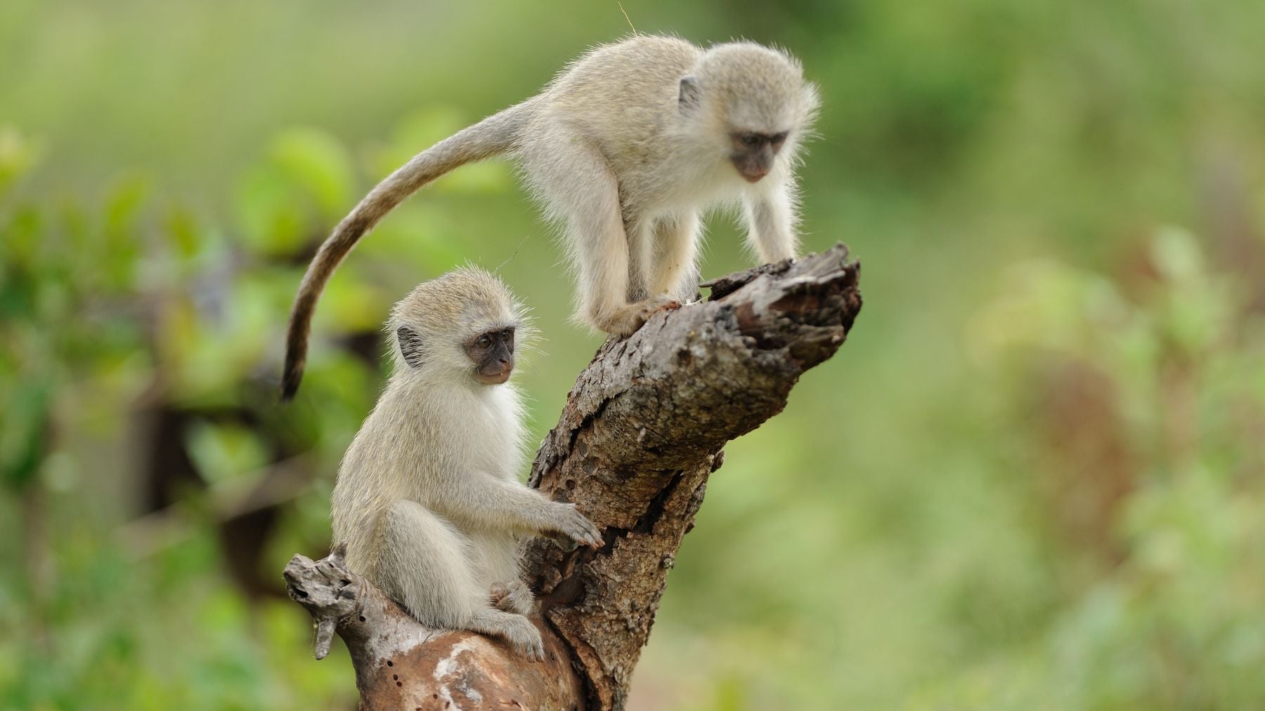 Por extraño que parezca, la ciencia lo confirma: los monos pueden seguir un ritmo musical de forma sincronizada