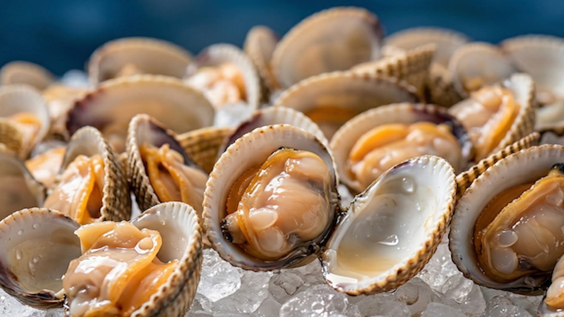 Revolución a la vista en la marisquería gallega: un proyecto intenta conseguir berberechos más resistentes al agua dulce