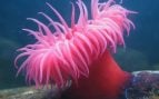 criatura marina, anémona marina, ciencia, inmortalidad