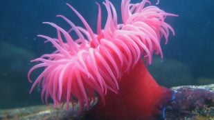 criatura marina, anémona marina, ciencia, inmortalidad